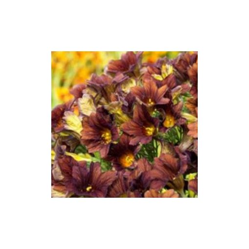 Salpiglossis sinuata cafe au lait