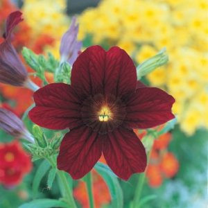 Salpiglossis sinuata f1 royale chocolate