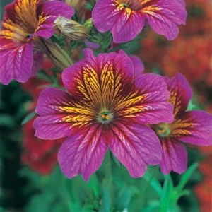 Salpiglossis sinuata f1 royale purple bicolor