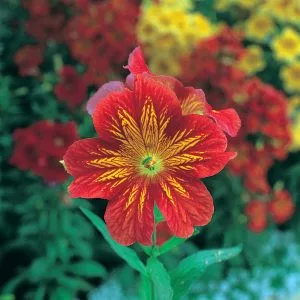Salpiglossis sinuata f1 royale red bicolor