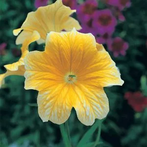 Salpiglossis sinuata f1 royale yellow