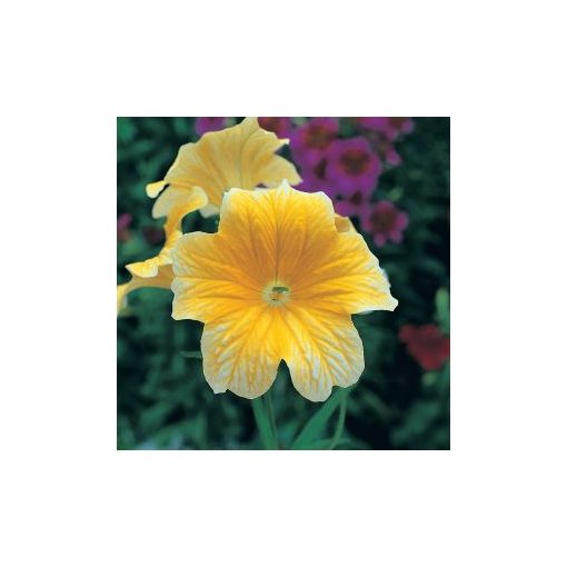 Salpiglossis sinuata f1 royale yellow