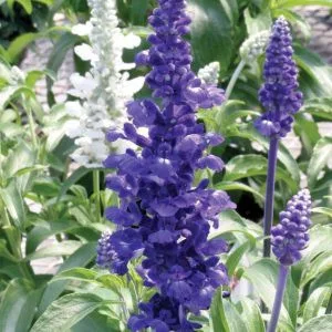 Salvia farinacea rhea