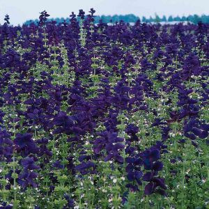 Salvia horminum oxford blue