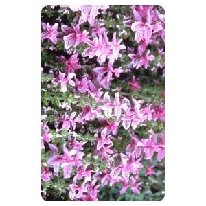 Salvia horminum pink sundae