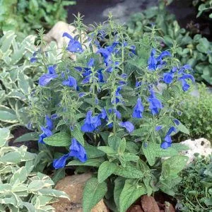 Salvia patens patio deep blue