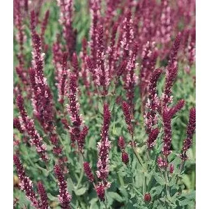 Salvia superba rose queen
