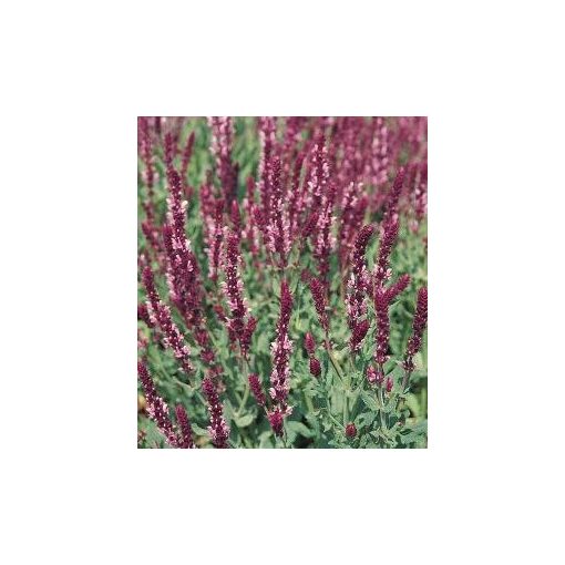 Salvia superba rose queen