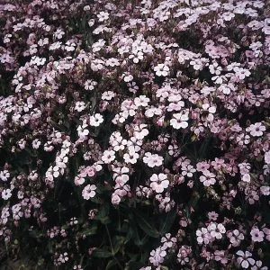 Saponaria (vaccaria) hispanica pink beauty (rosabella)