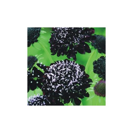 Scabiosa atropurpurea black knight normal (clean) seed