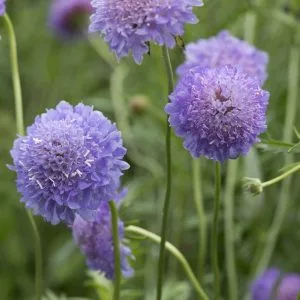 Scabiosa atropurpurea blue cockade normal (clean) seed