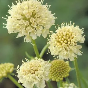 Scabiosa atropurpurea fata morgana normal (clean) seed