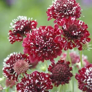 Scabiosa atropurpurea fire king normal (clean) seed