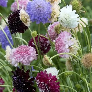 Scabiosa atropurpurea formula mixture normal (clean) seed
