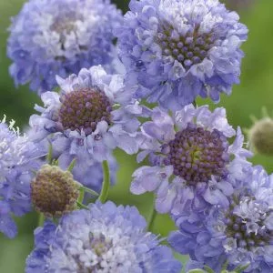 Scabiosa atropurpurea oxford blue normal (clean) seed