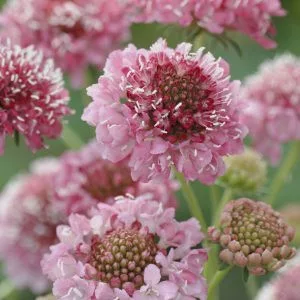 Scabiosa atropurpurea salmon queen normal (clean) seed