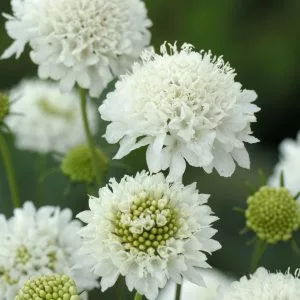 Scabiosa atropurpurea snowmaiden normal (clean) seed