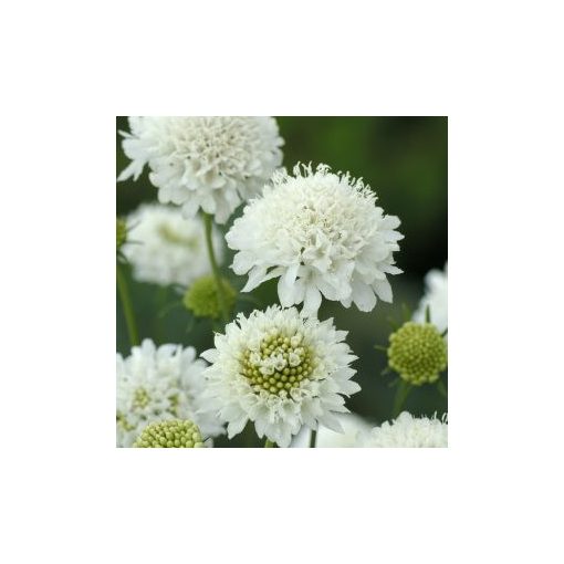 Scabiosa atropurpurea snowmaiden normal (clean) seed