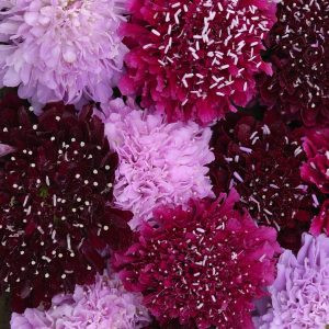 Scabiosa atropurpurea summer fruits normal (clean) seed