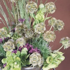 Scabiosa stellata drumstick