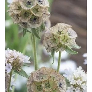 Scabiosa stellata paper moon