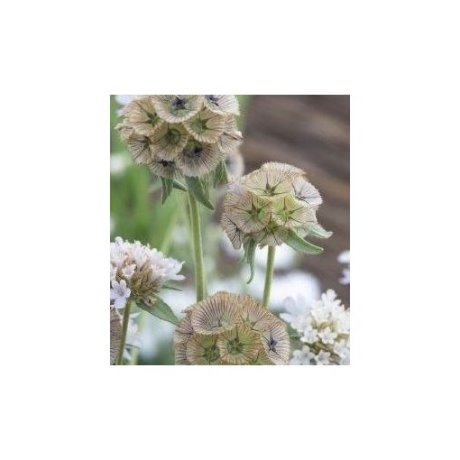 Scabiosa stellata paper moon