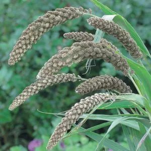 Setaria italica hylander