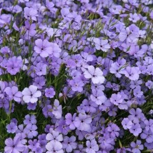 Silene coeli-rosa blue angel