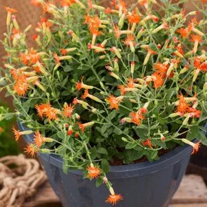 Silene hybrida desert glow