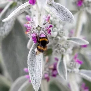 Stachys byzantina furby