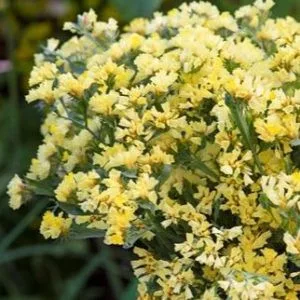 Statice/limonium bonduelii