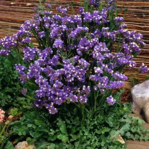 Statice/limonium sinuatum forever blue
