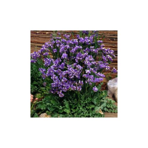 Statice/limonium sinuatum forever blue