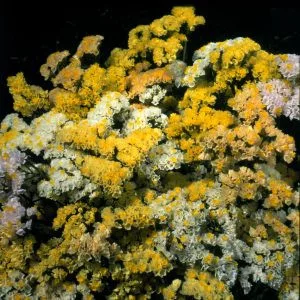 Statice/limonium sinuatum forever moonlight