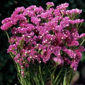 Statice/limonium sinuatum forever rose