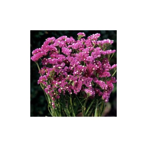 Statice/limonium sinuatum forever rose