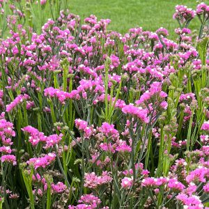 Statice/limonium sinuatum hipster rose