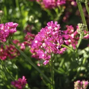 Statice/limonium sinuatum purple monarch