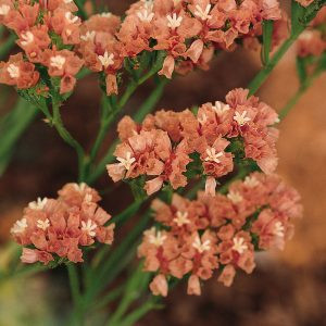 Statice/limonium sinuatum qis apricot