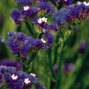 Statice/limonium sinuatum qis dark blue