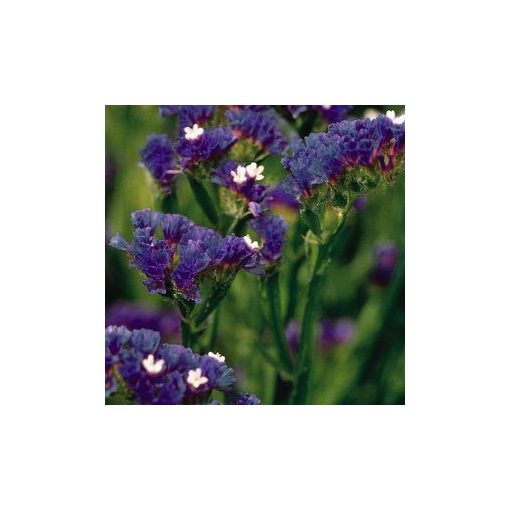 Statice/limonium sinuatum qis dark blue