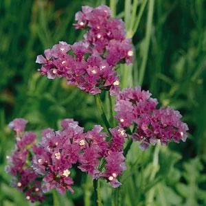 Statice/limonium sinuatum qis lavender