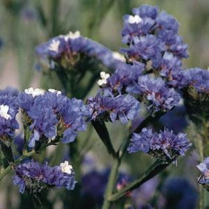 Statice/limonium sinuatum qis pale blue