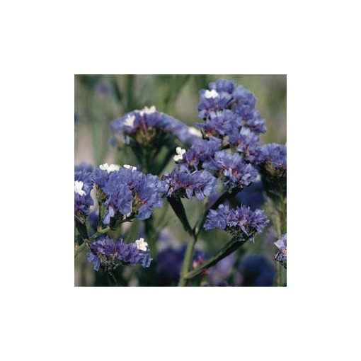 Statice/limonium sinuatum qis pale blue