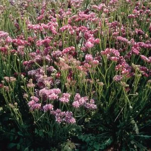 Statice/limonium sinuatum qis rose