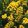 Statice/limonium sinuatum qis yellow