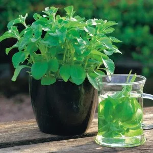 Stevia rebaudiana sweet herb