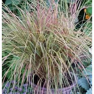 Stipa arundinacea sirocco (multipellets)