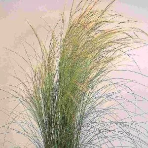 Stipa tenuissima pony tails (multipellets)