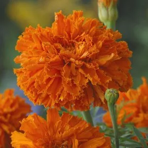 Tagetes erecta kees’ orange